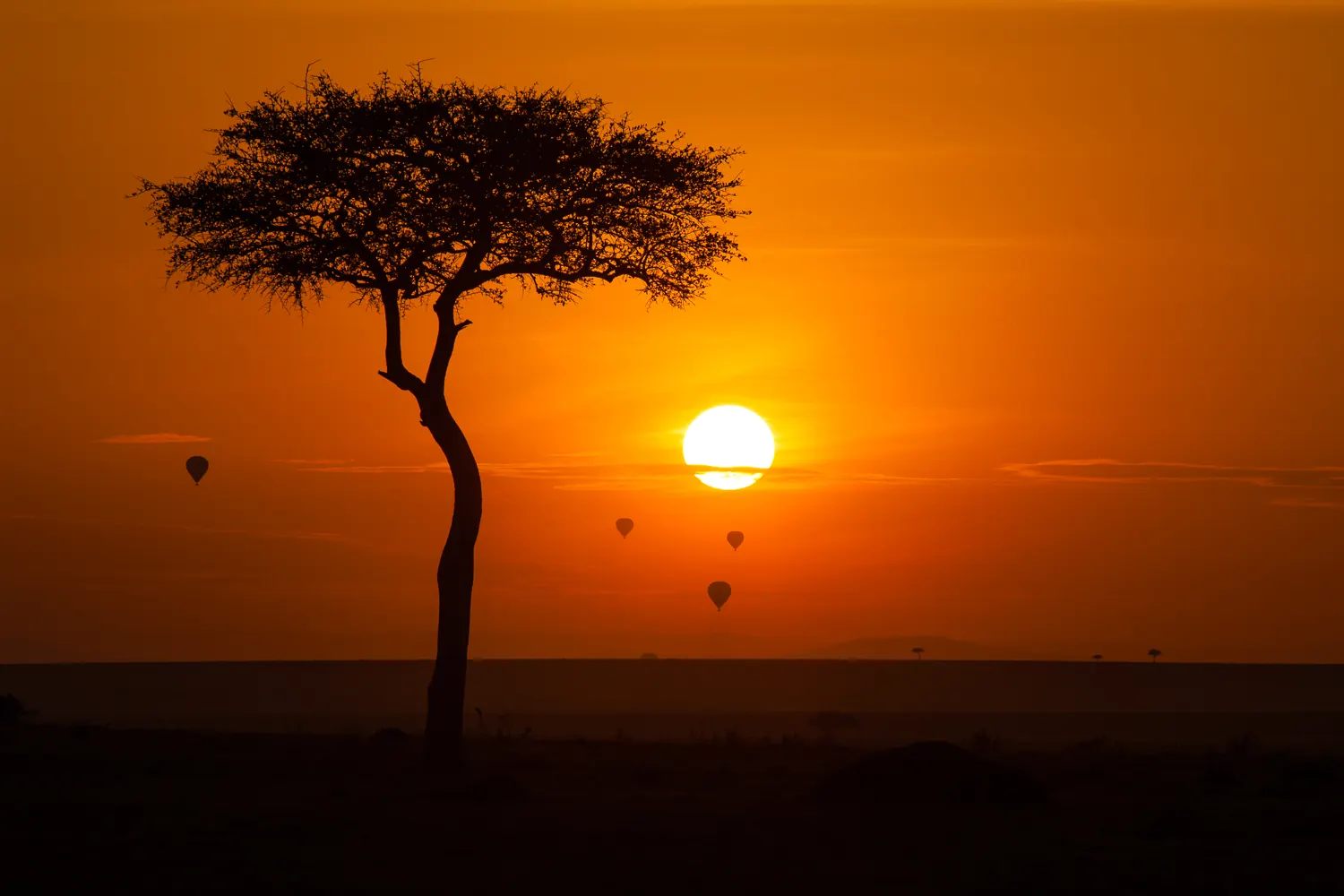 Balloons in the sunrise behind an acacia tree in the Masai Mara
