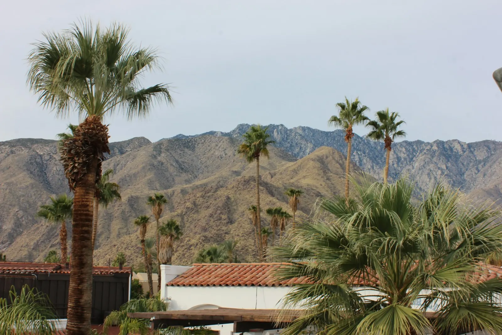 Palms and desert mountains in Palm Springs